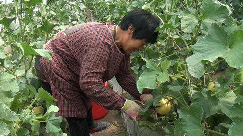 保定清苑最新吃瓜爆料,揭秘神秘事件背后的真相 第1张 保定清苑最新吃瓜爆料,揭秘神秘事件背后的真相 第1张